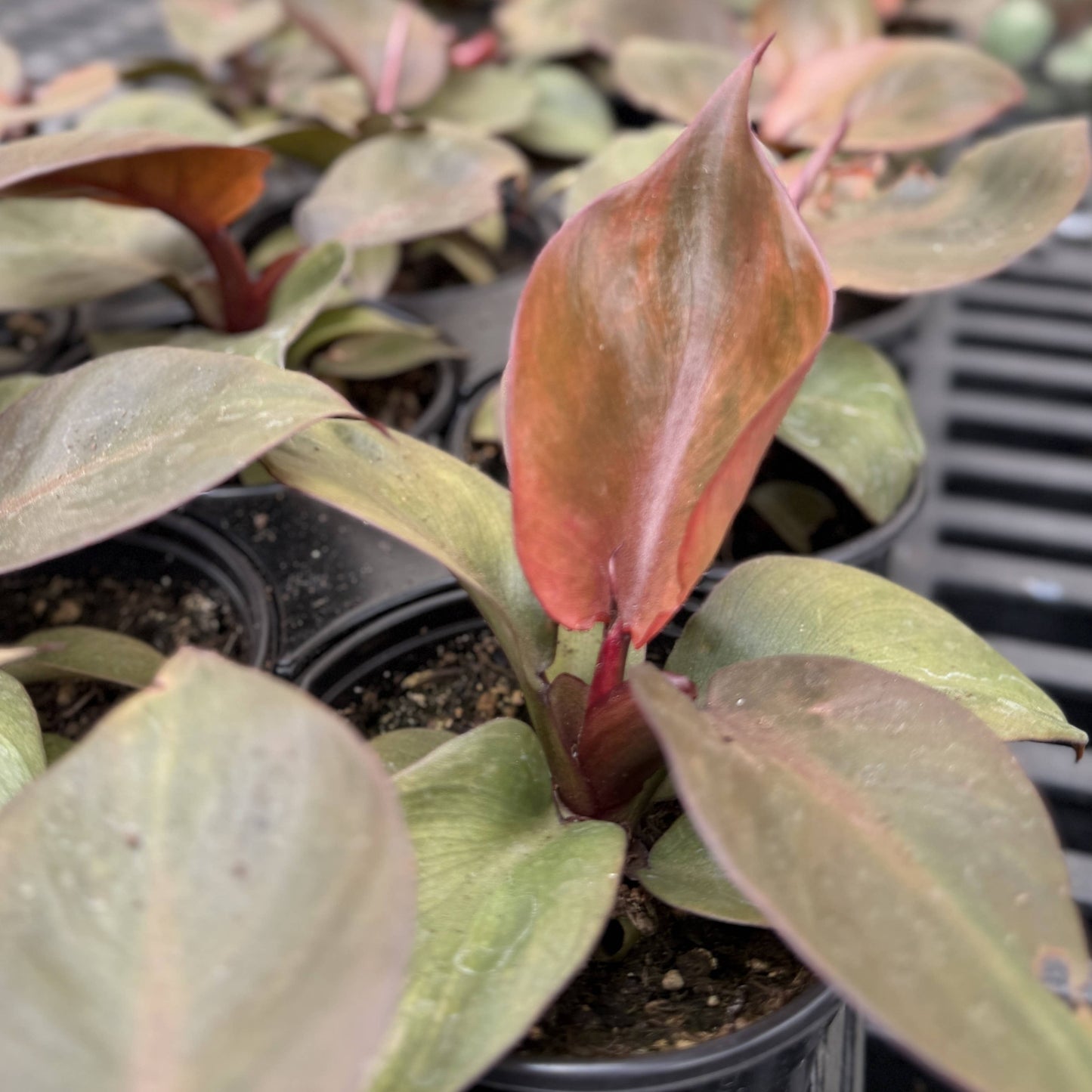 Red Heart Philodendron - 4" Live Plant