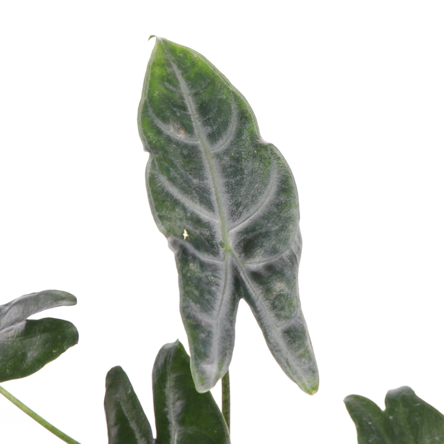 Alocasia Longiloba Silver - 4" Live Plant