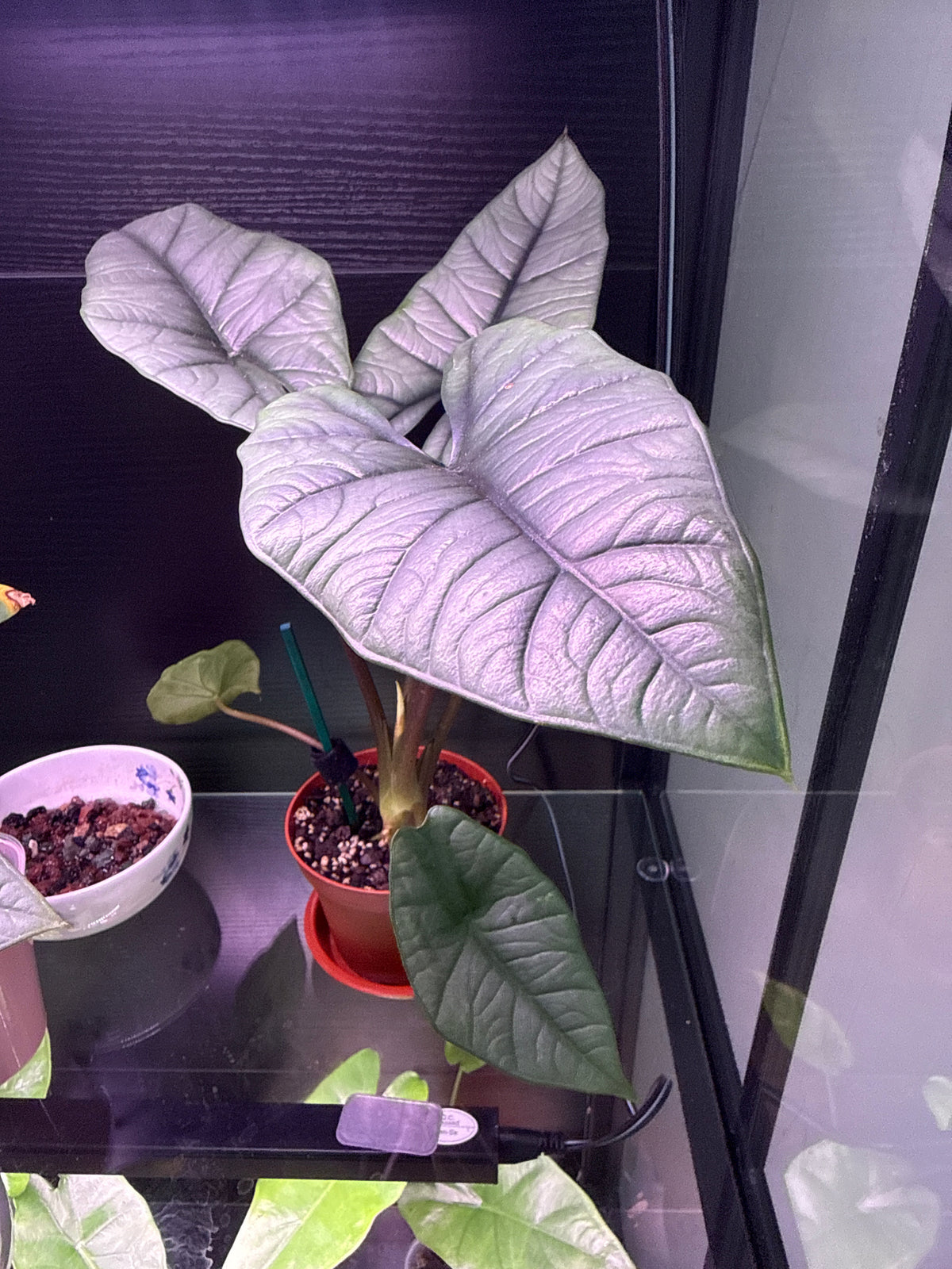 4" Alocasia 'Platinum'