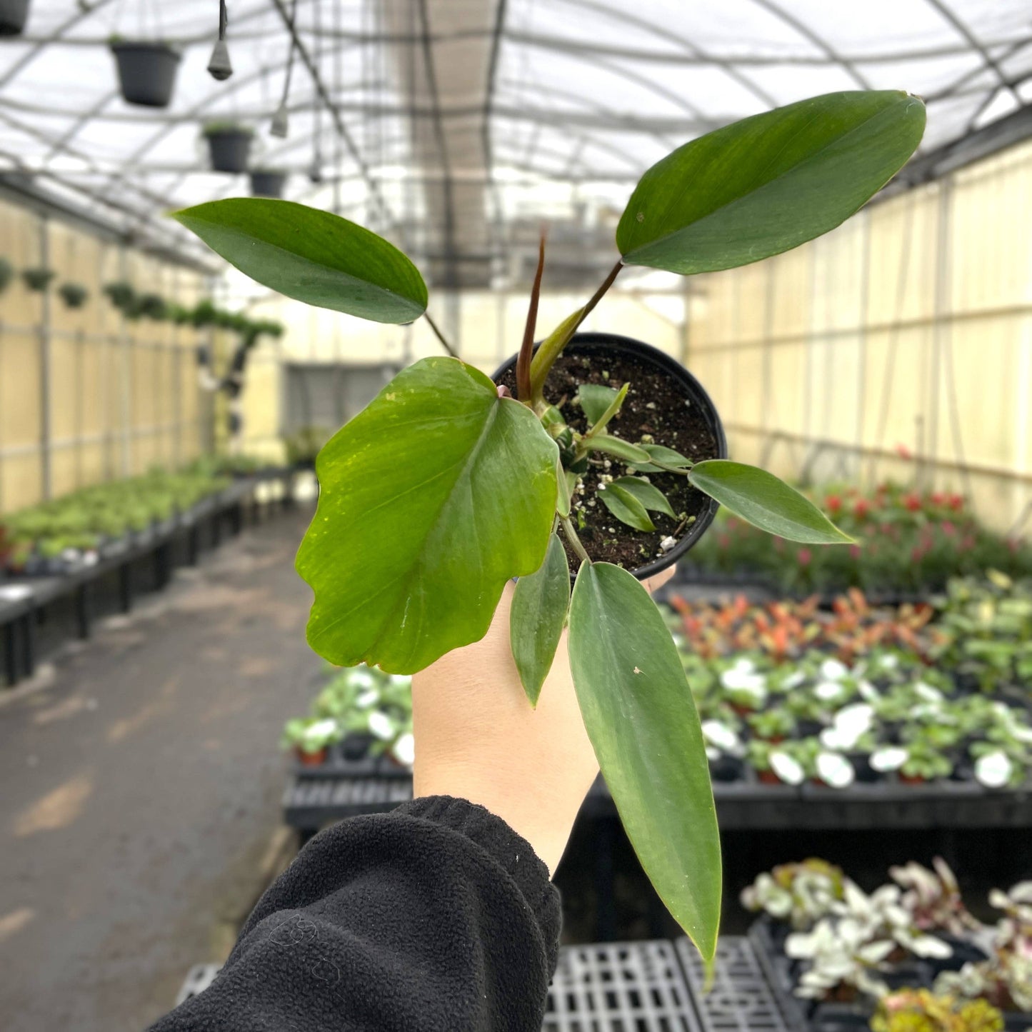 Philodendron Mayoi - Live Plant : 6" Pot