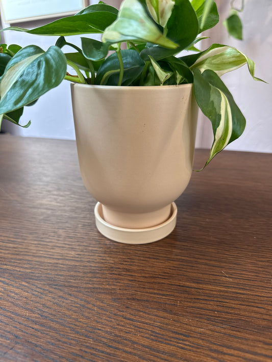 Tarrytown Pot w/ saucer 4.5” x 6”