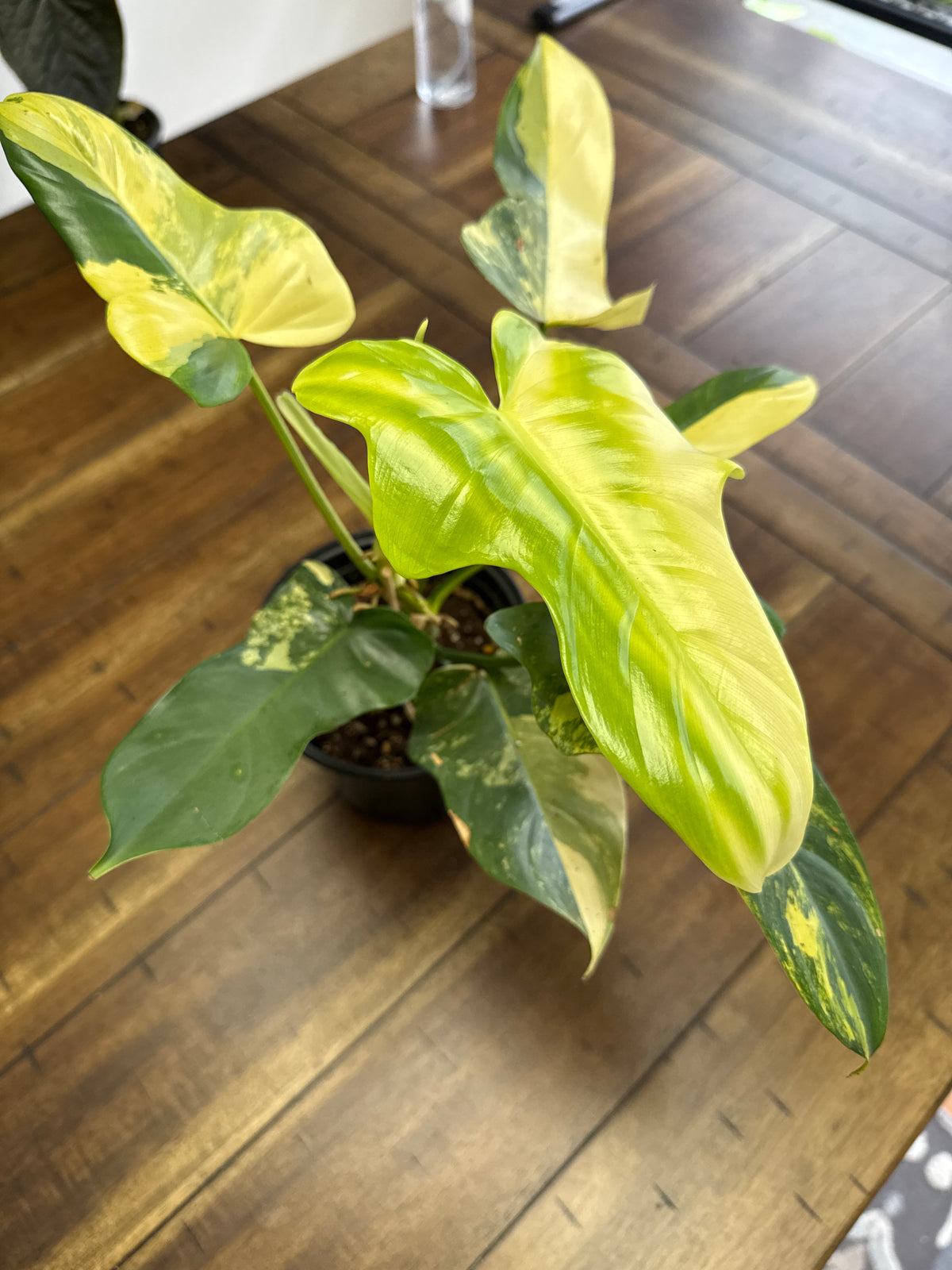 Variegated Golden Violin Philodendron