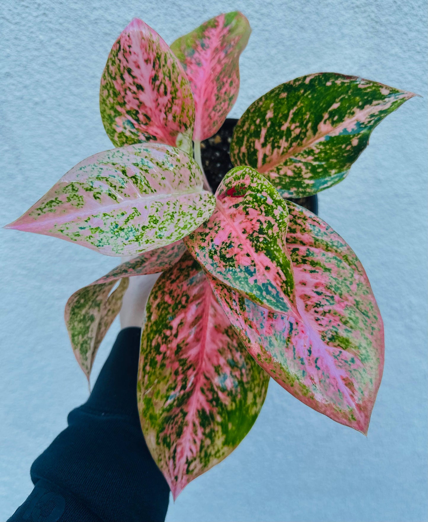 Aglaonema Orange Stardust