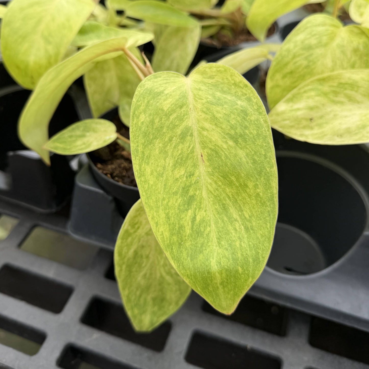 Painted Lady Philodendron - Live Plant - Rare: 4" Pot
