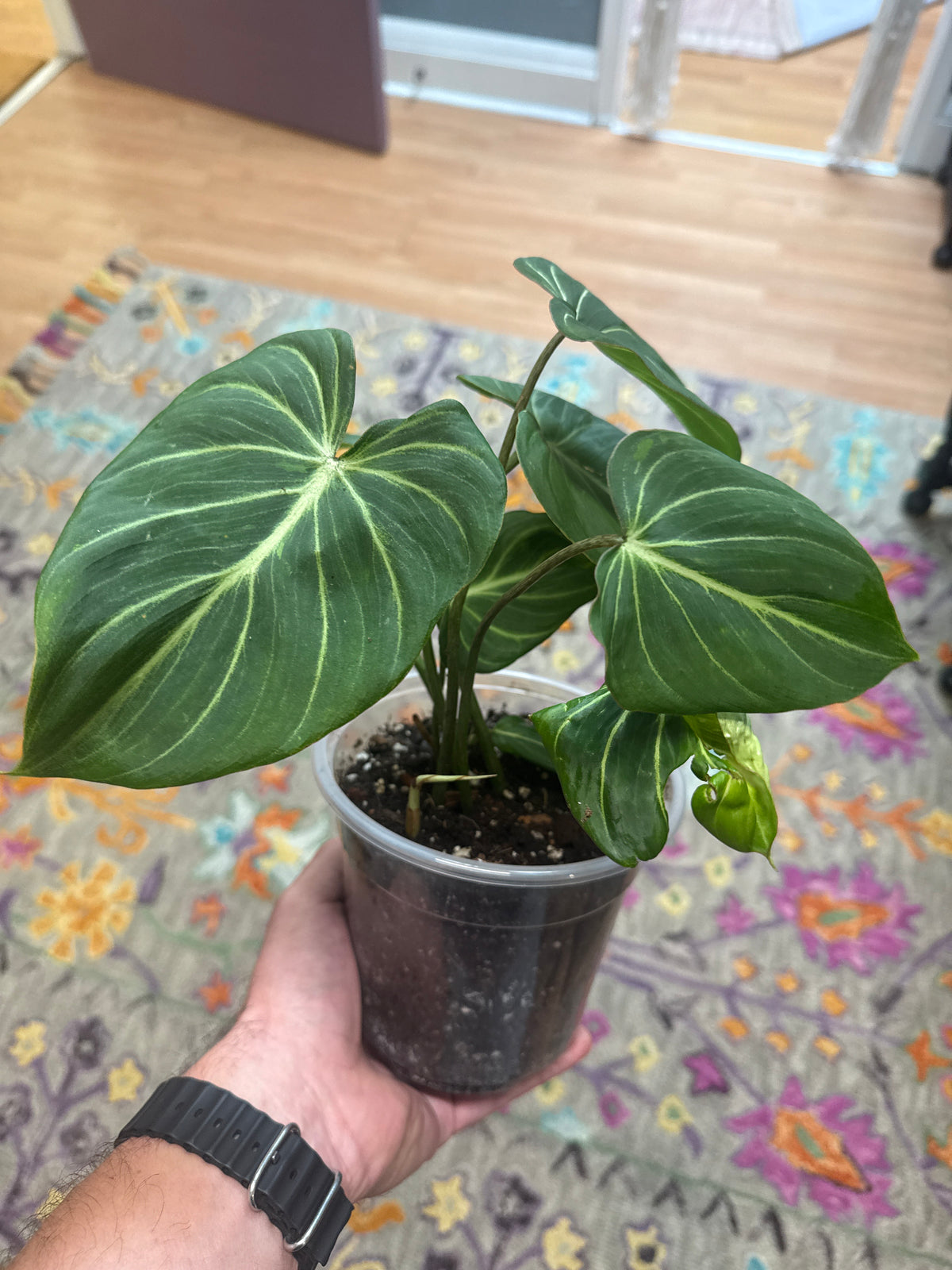 Philodendron 'Gloriosum' - 6" Pot