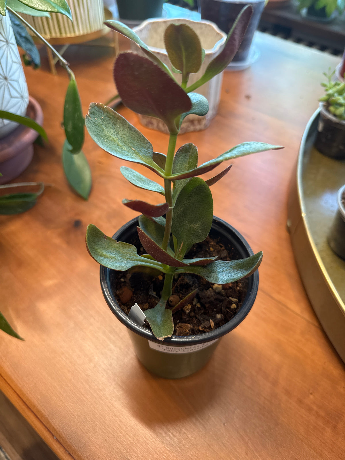 Crassula multicava - Fairy Crassula
