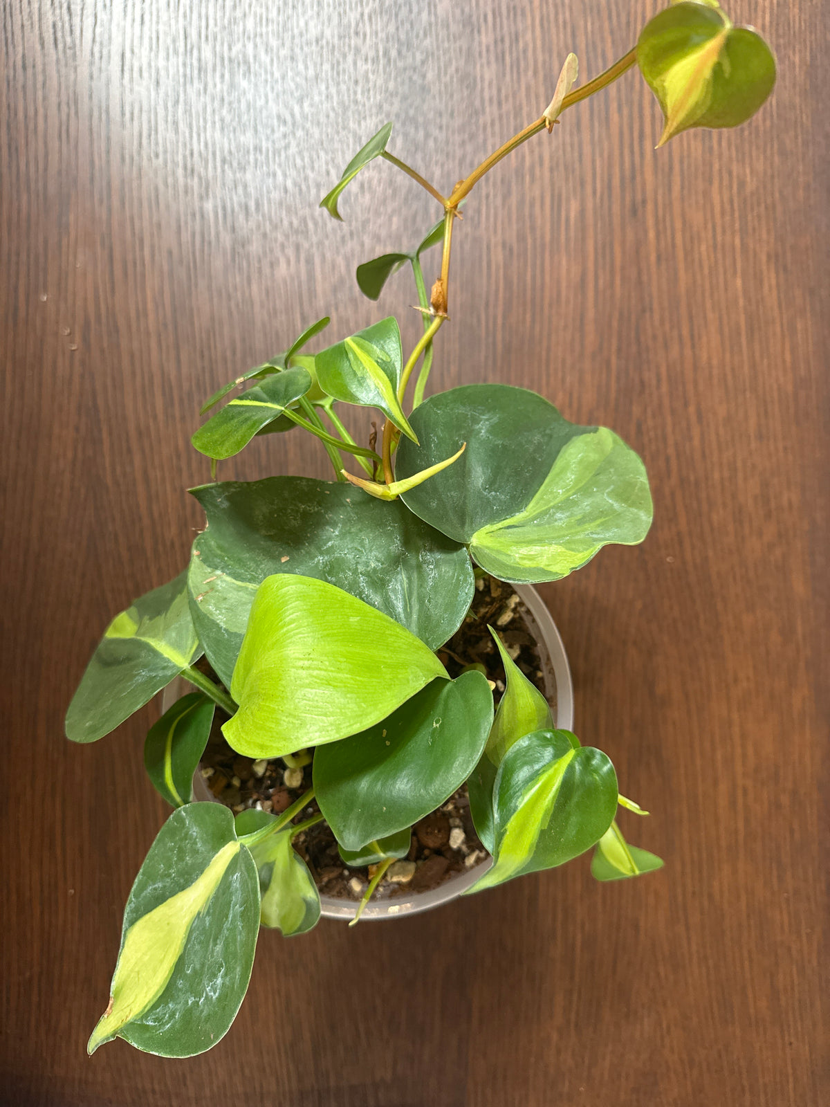 Philodendron 'Silver Stripe'- 6" Pot
