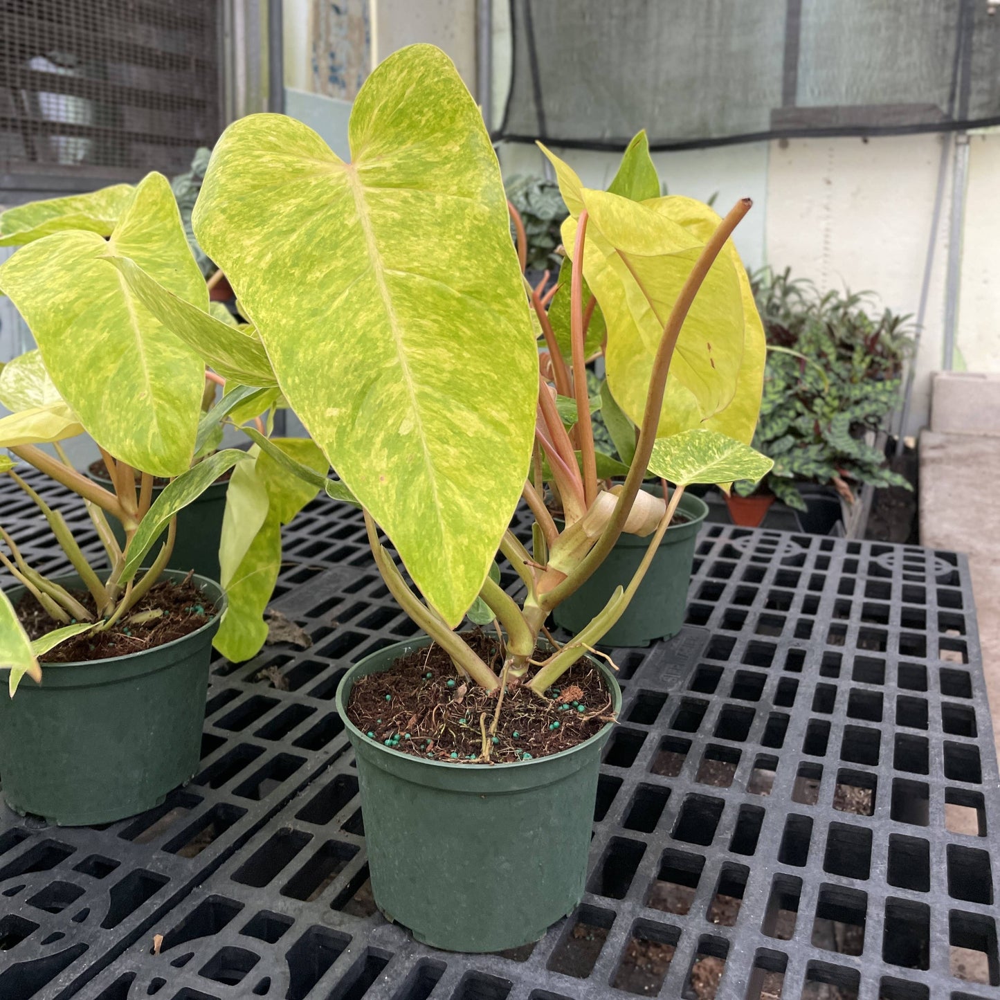 Painted Lady Philodendron - Live Plant - Rare: 4" Pot