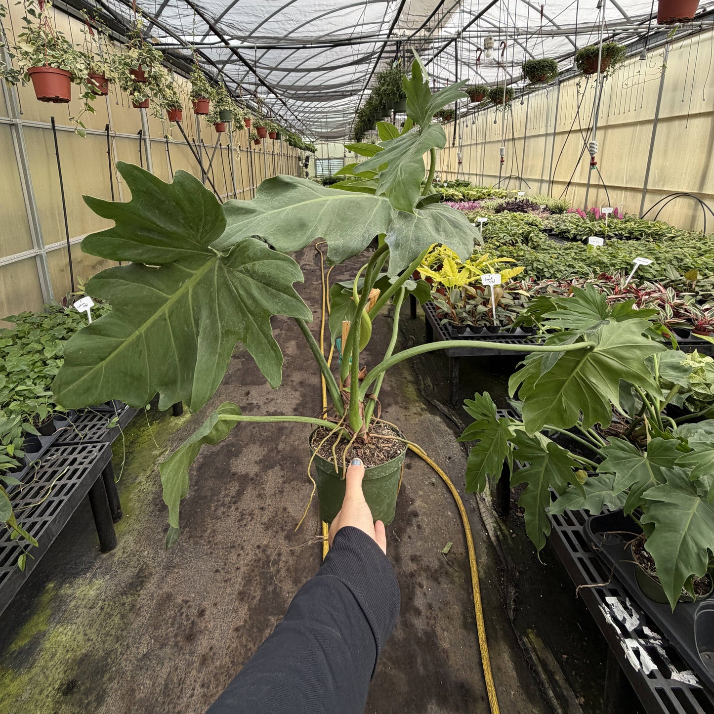 Philodendron Mayoi - Live Plant : 6" Pot