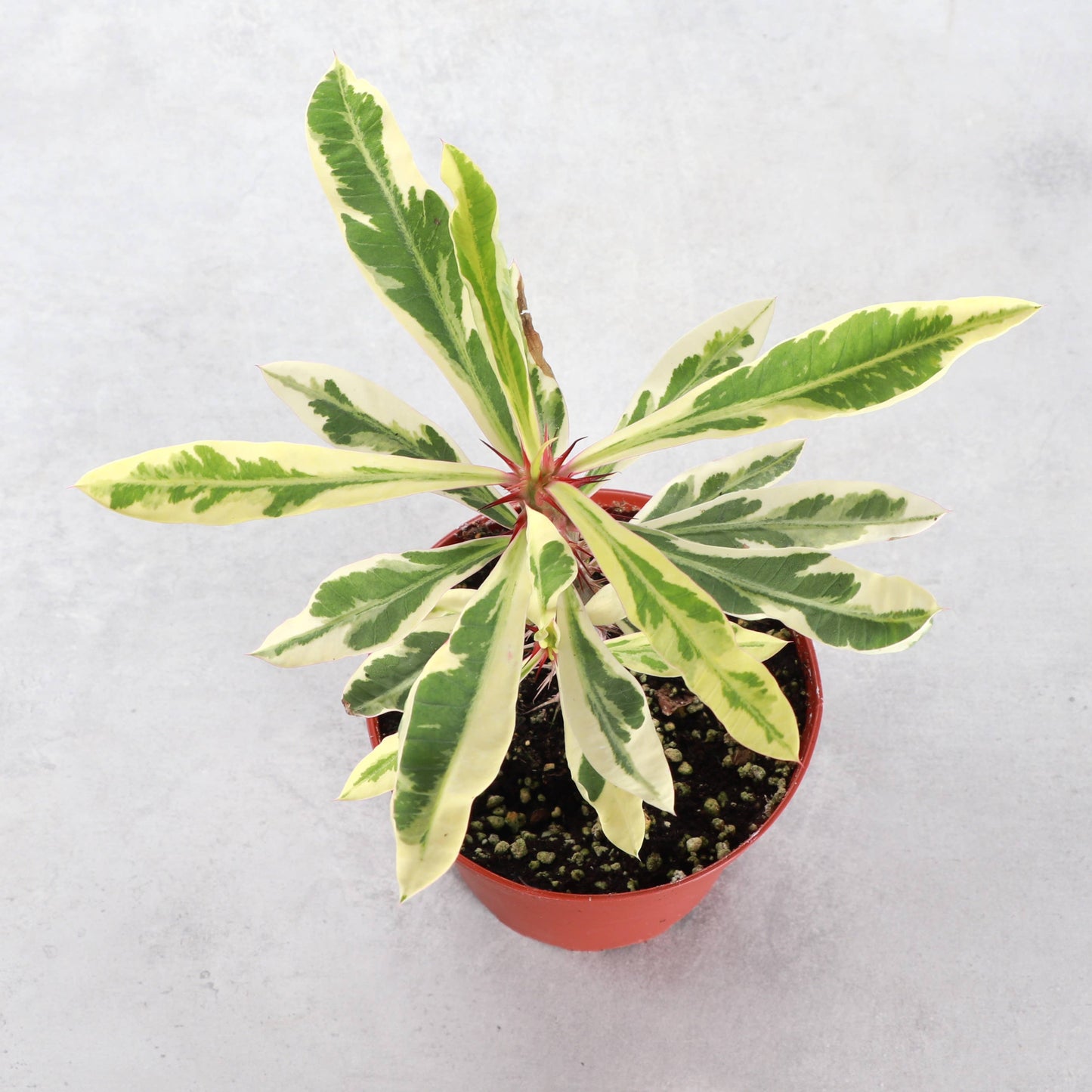 Variegated Crown of Thorns Cactus - 4" Live Plant