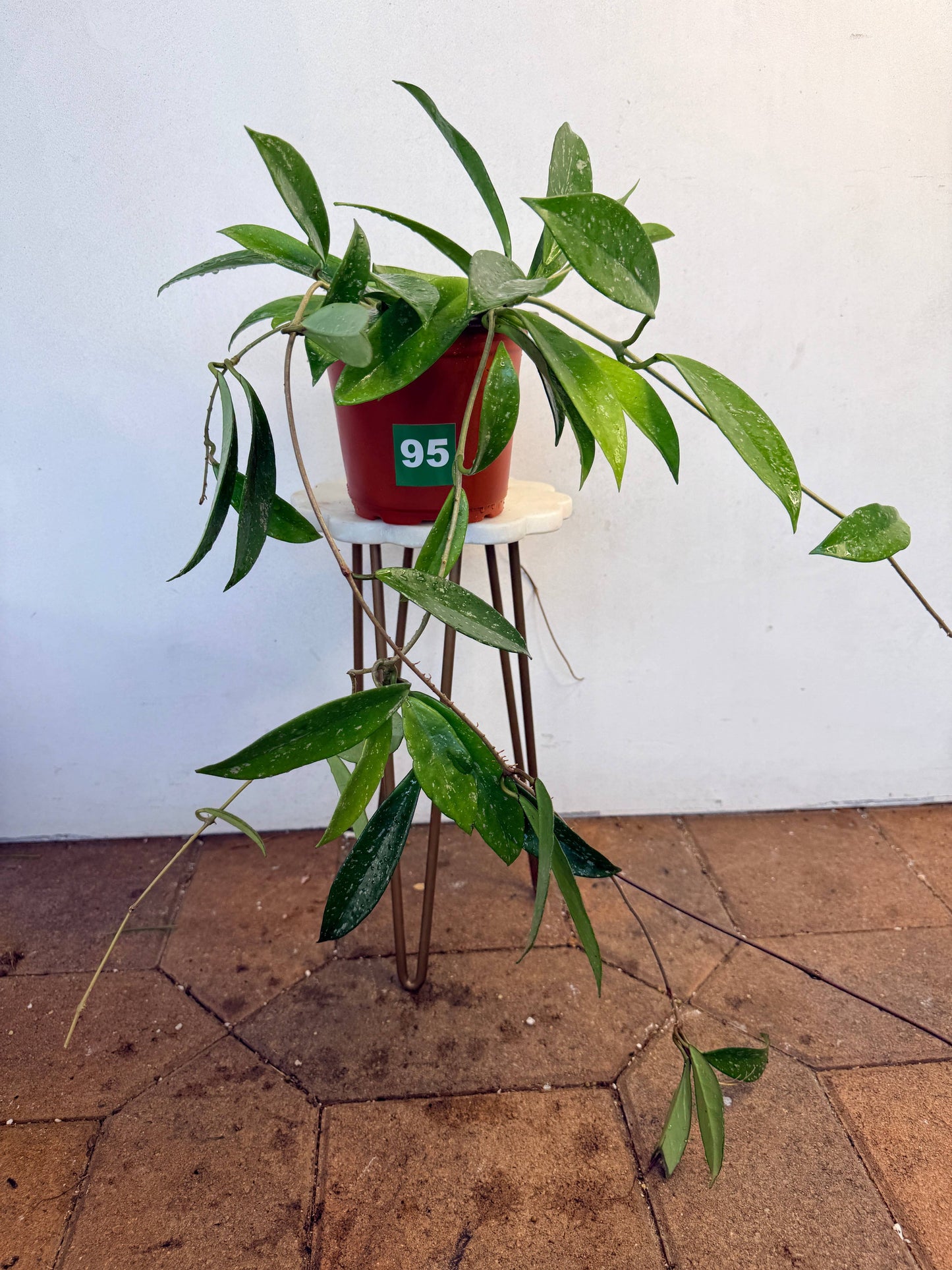 Hoya Pubicalyx: 94