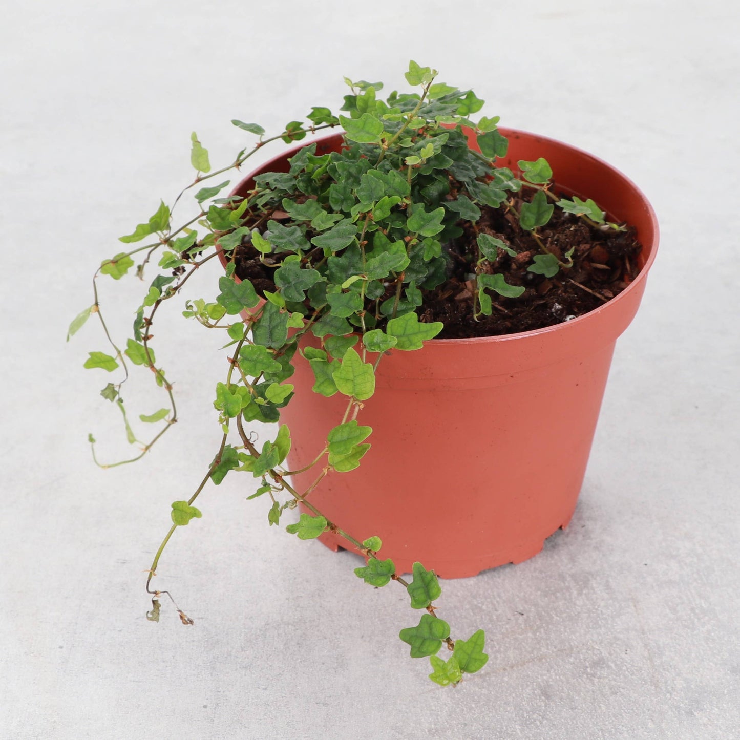 String of Frogs Plant - Creeping Fig - 4" Live Plant