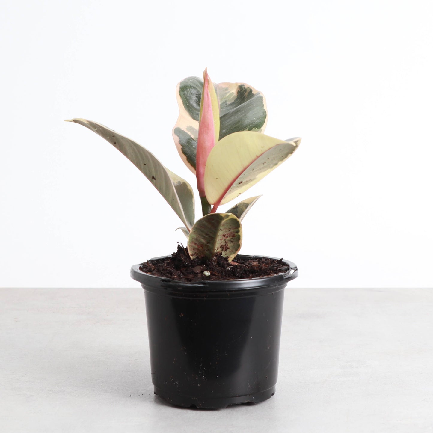 Tineke Rubber Plant - Live Plant: 4" Pot