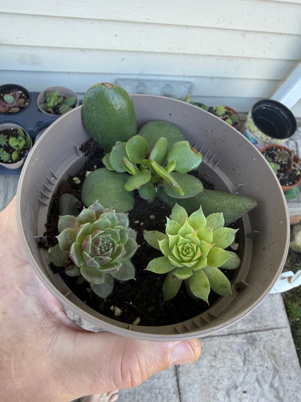 Mixed Succulent 4”