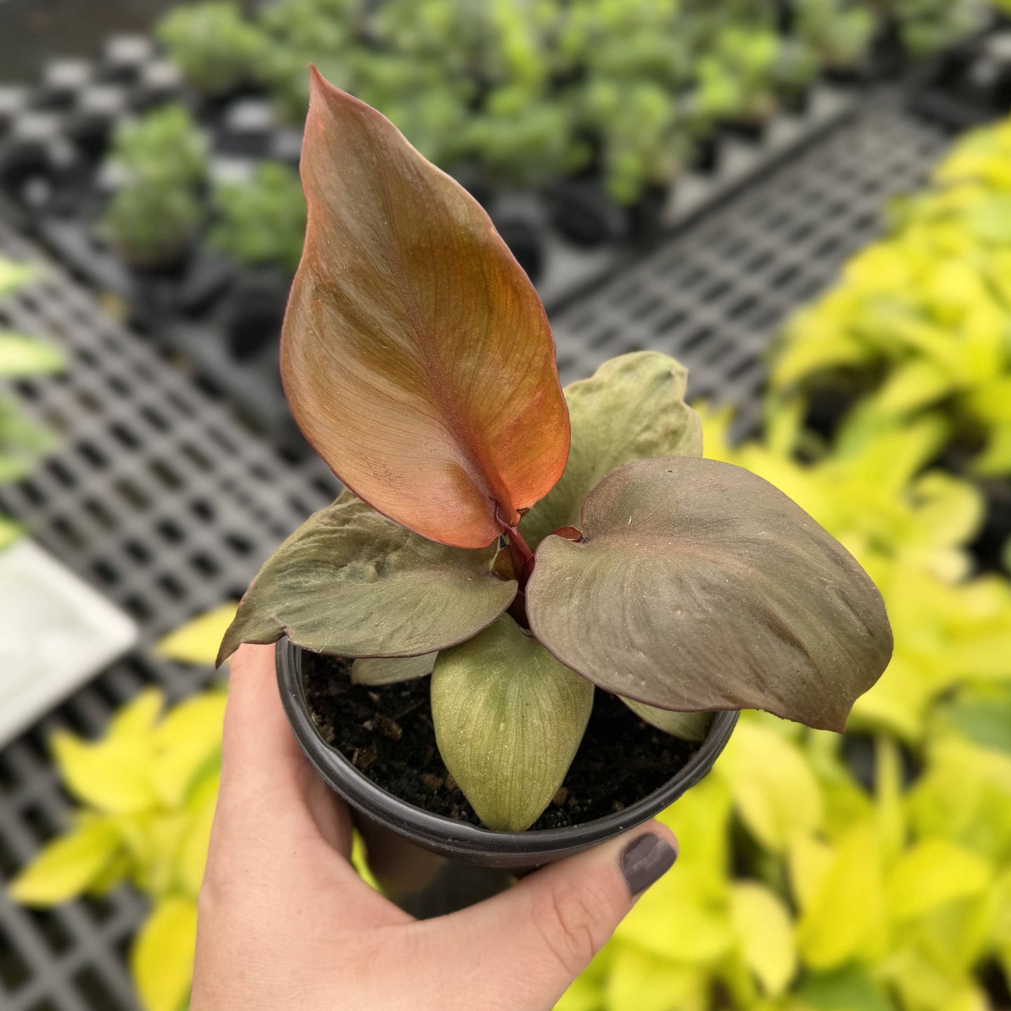 Red Heart Philodendron - 4" Live Plant