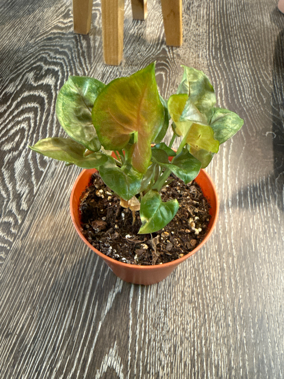 Syngonium Maria/Merry 3” pot