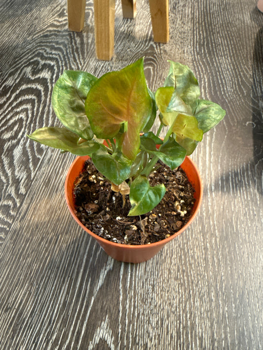 Syngonium Maria/Merry 3” pot