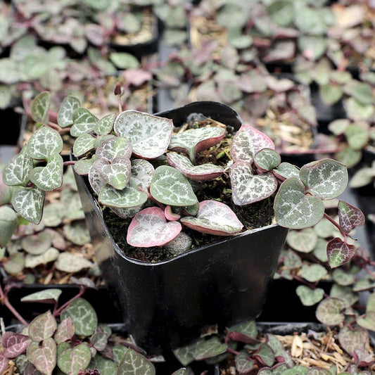 Ceropegia woodii - String of Hearts (Silver)