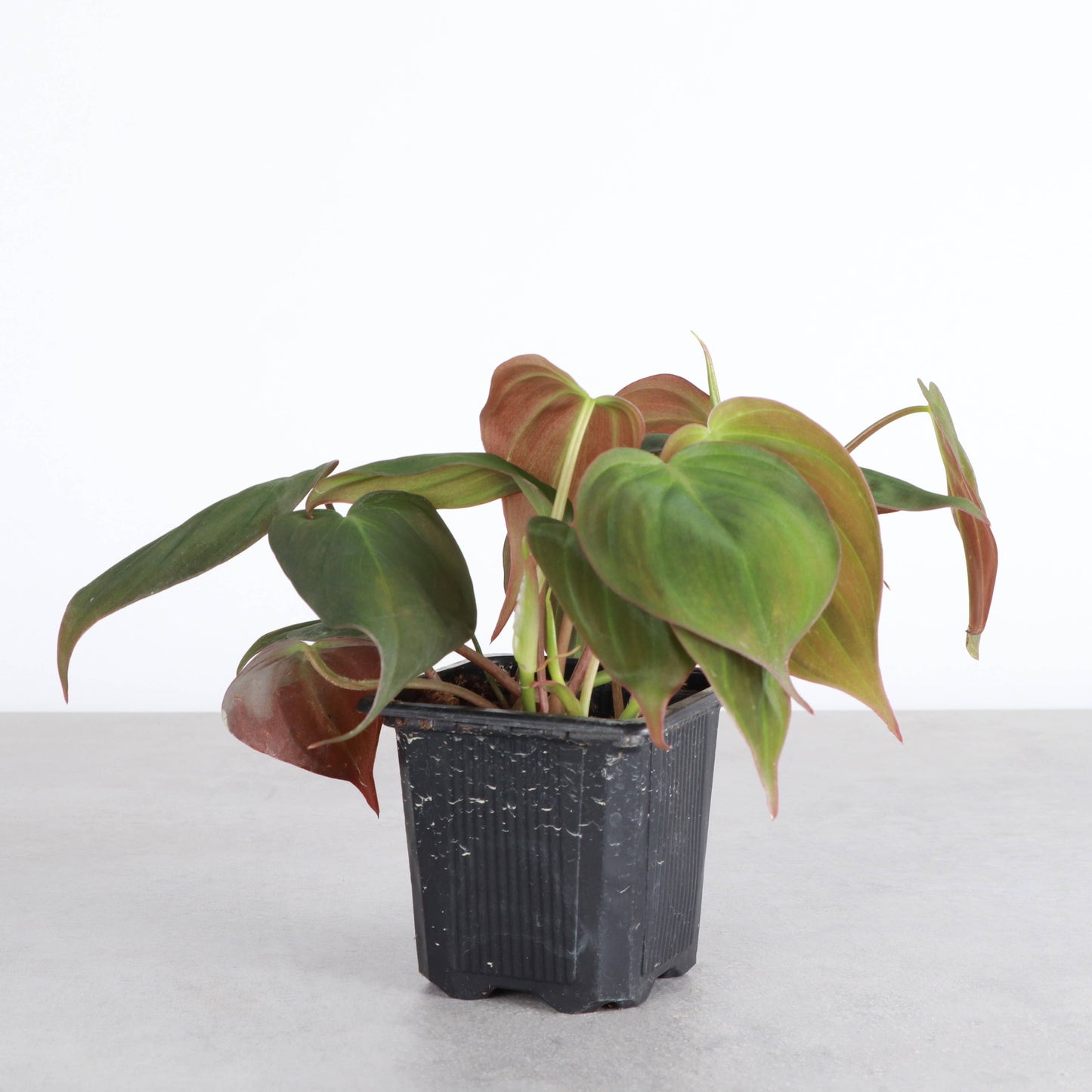 Philodendron Micans - Live Plant: 4" Pot