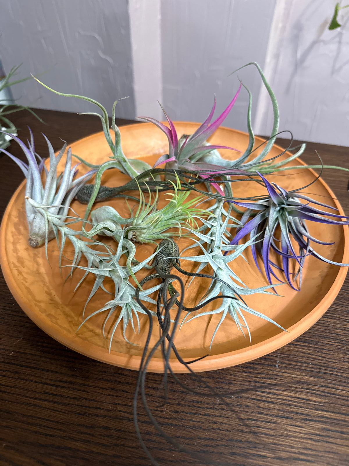 Air Plant small assorted
