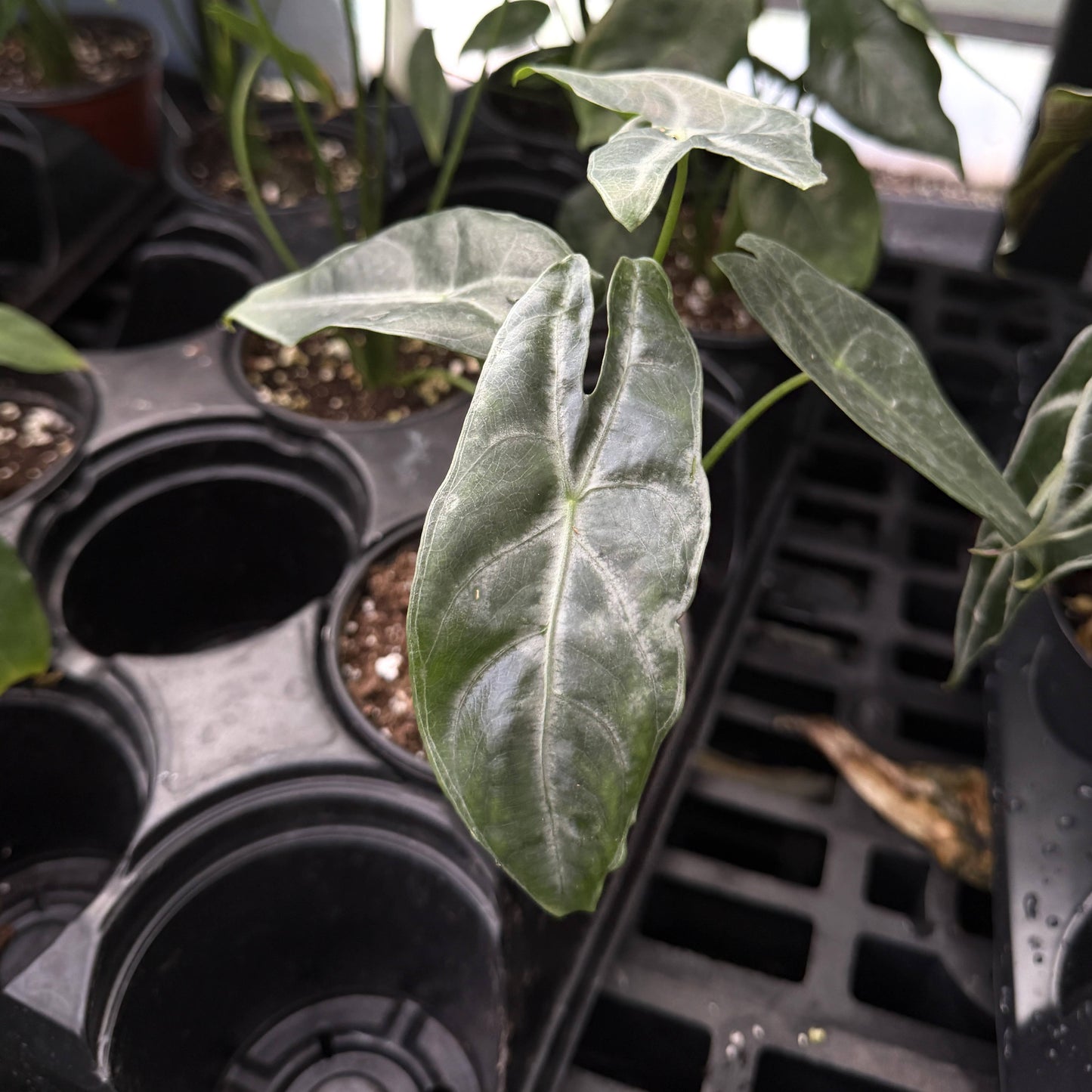 Alocasia Longiloba Silver - 4" Live Plant