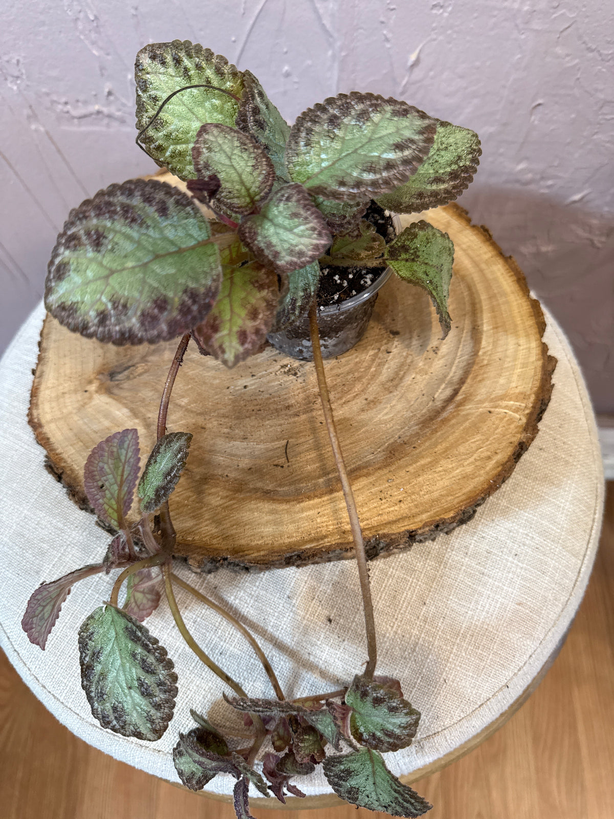 Episcia Pink Brocade Flame Violet  3” Rare