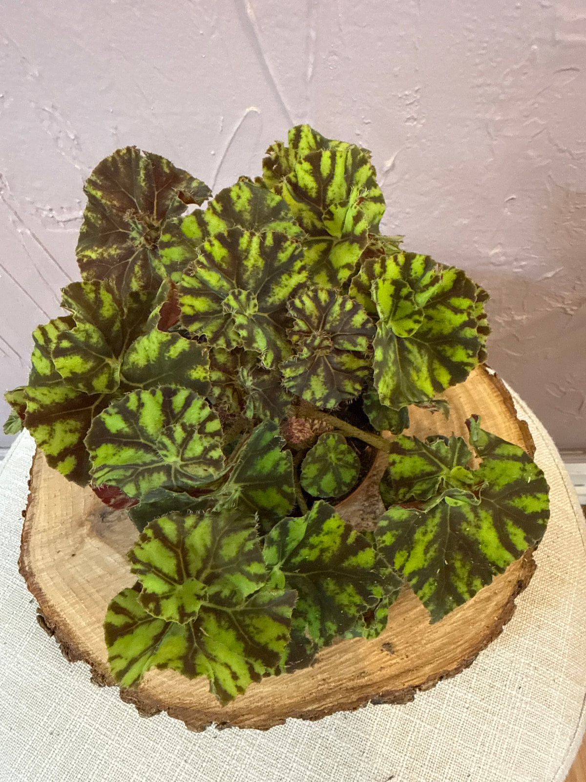 Begonia Zumba 5”