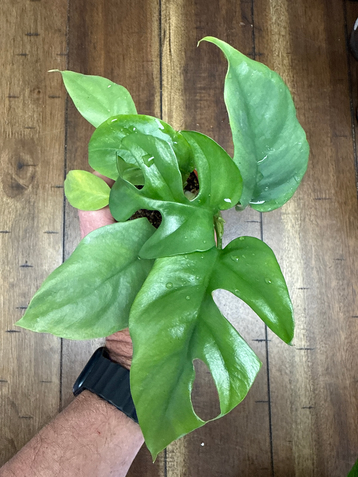 Philodendron Minima Leca Ball self watering vase 4”