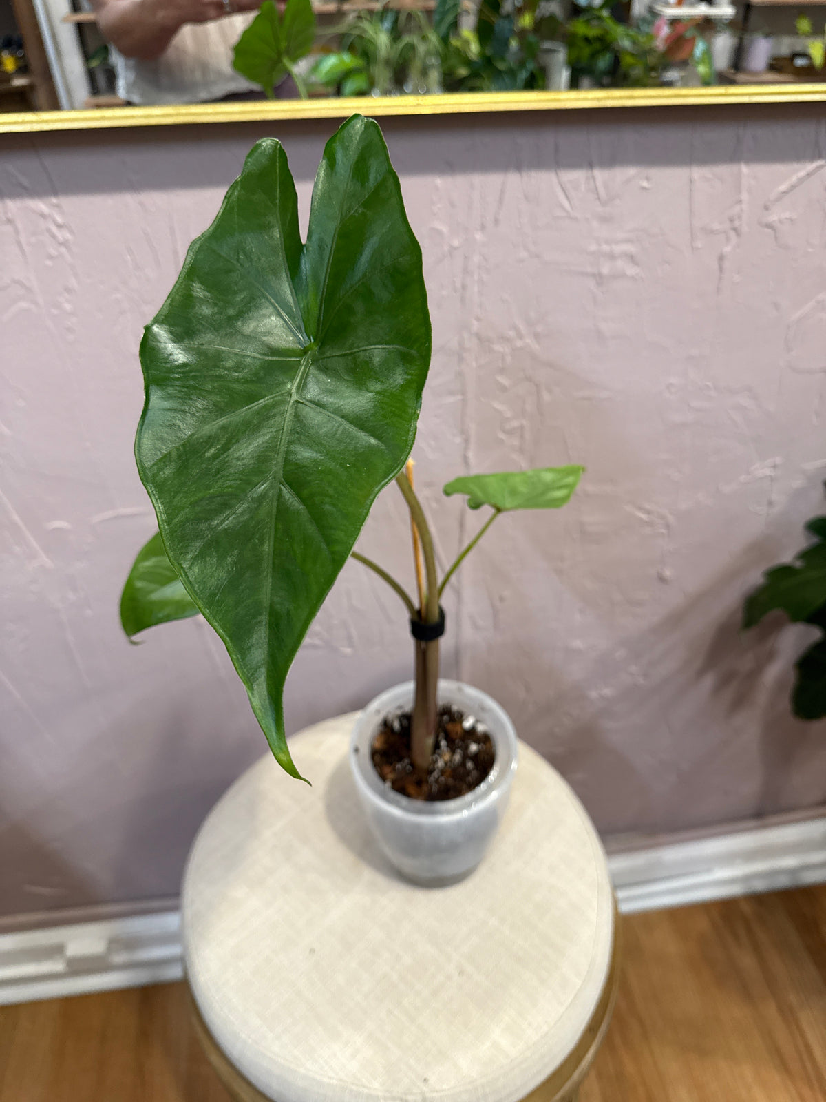 Alocasia Sumo 4” S/W pot - rare