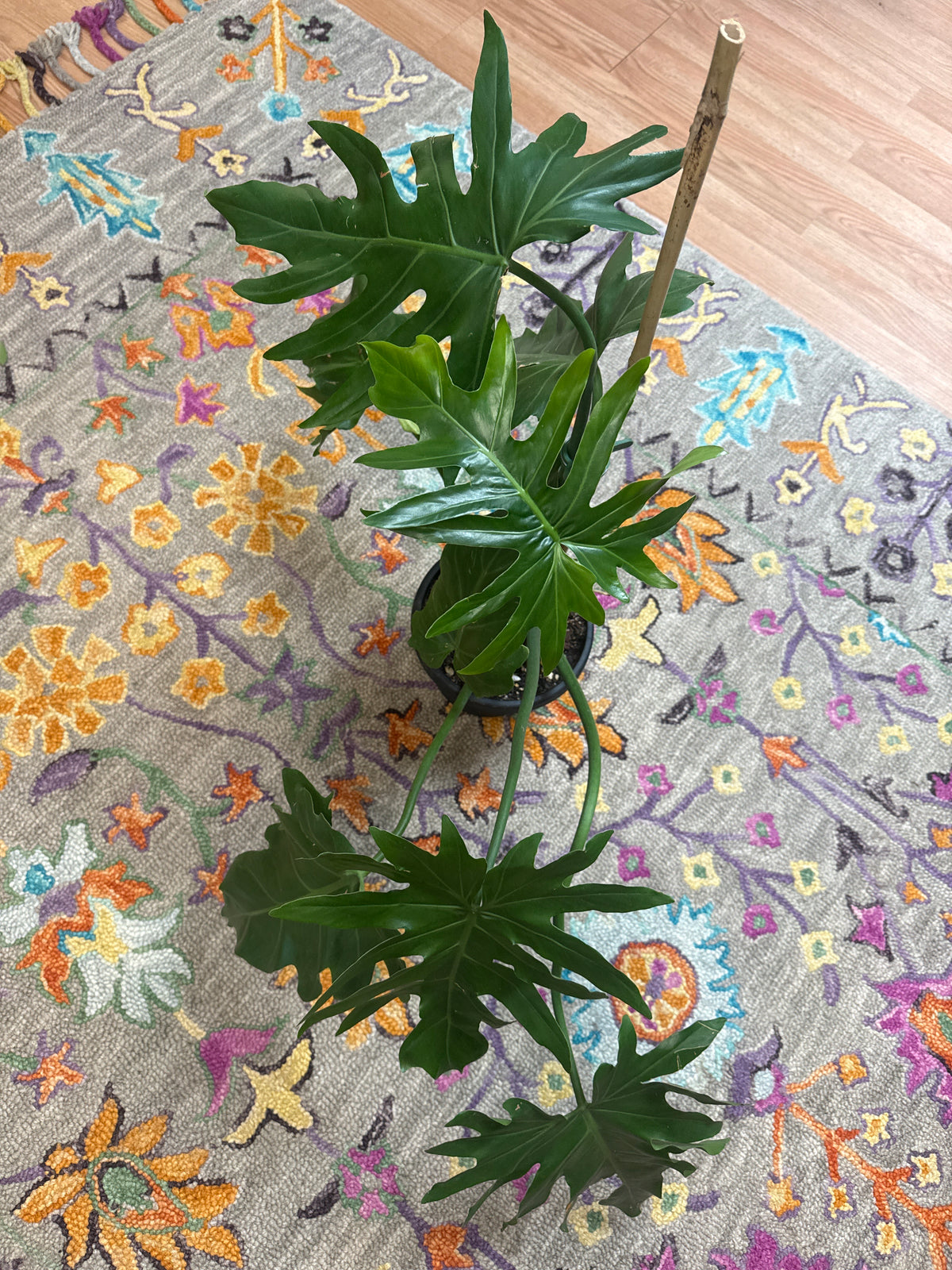 Philodendron Mayoi - Live Plant : 6" Pot