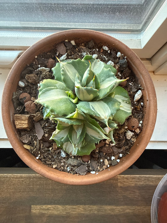 Clay Pot Cacti