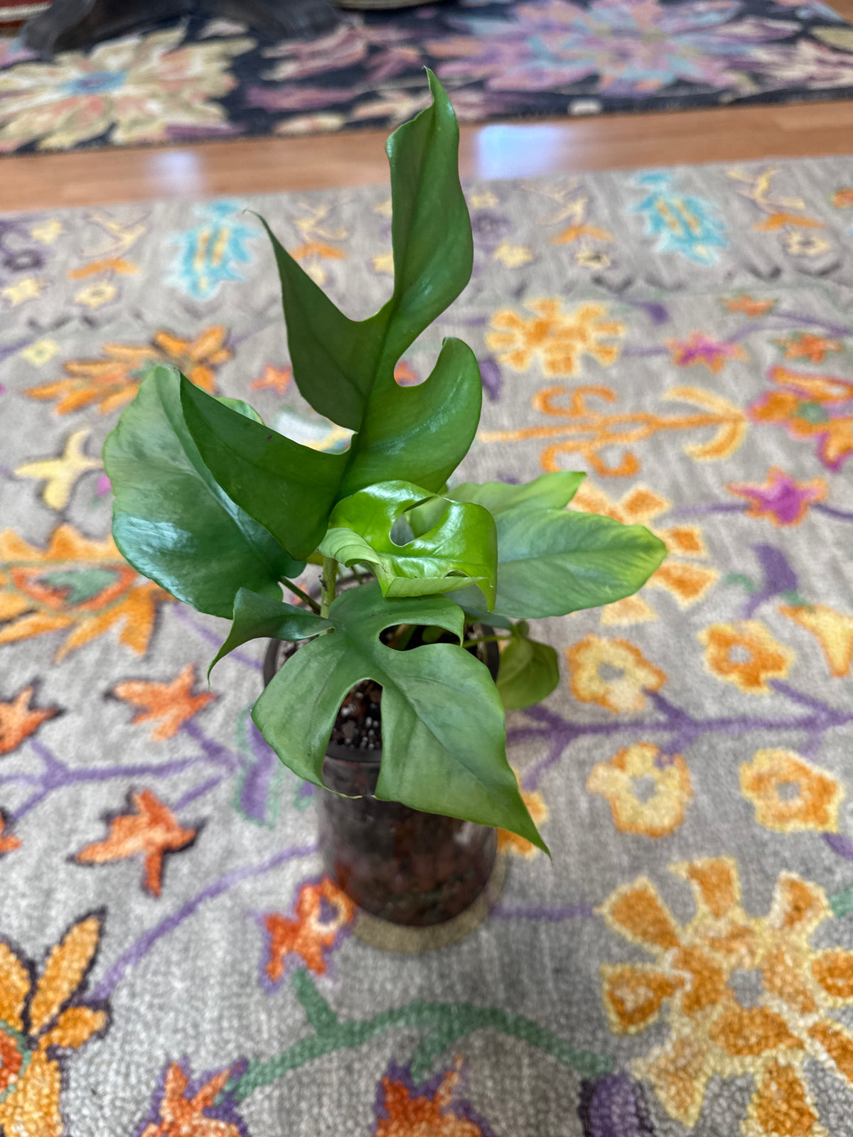 Philodendron Minima Leca Ball self watering vase 4”