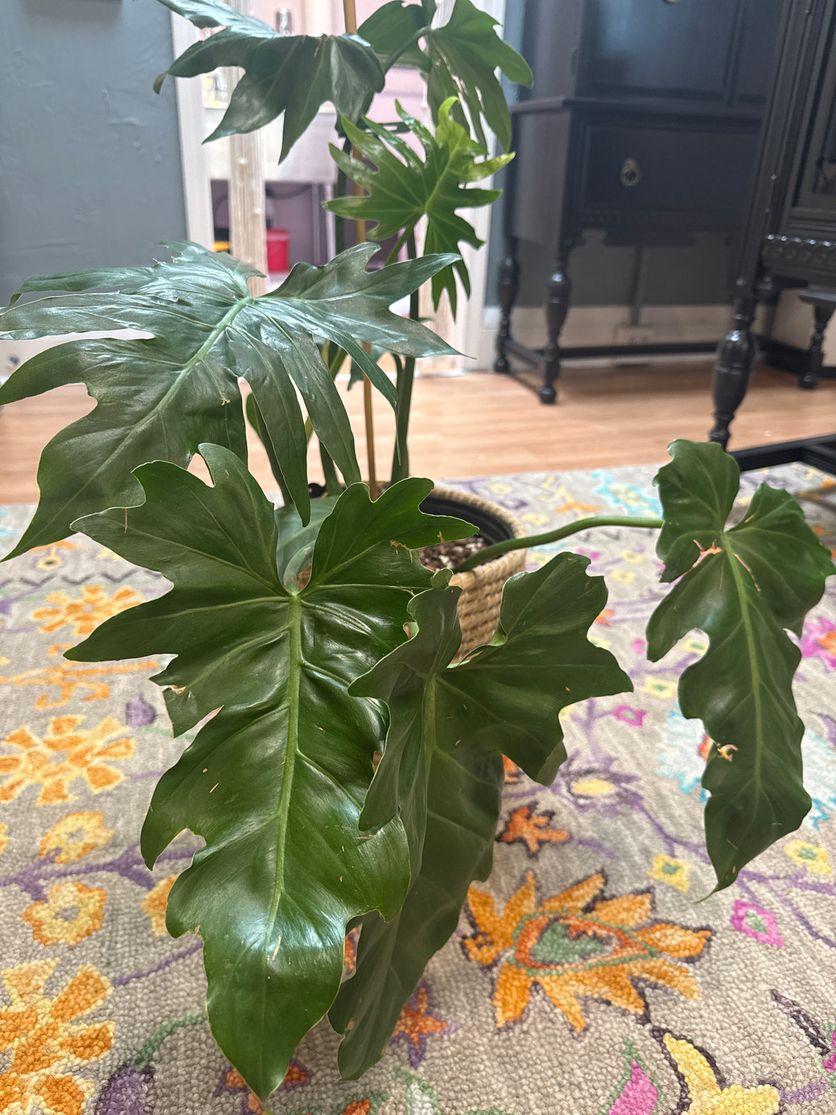 Philodendron Mayoi - Live Plant : 8" Pot