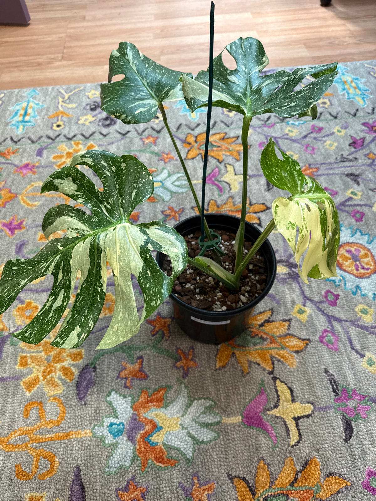 Monstera Thai Constellation: 8" Pot