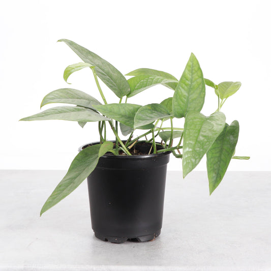 Cebu Blue Pothos - 4" Live Plant