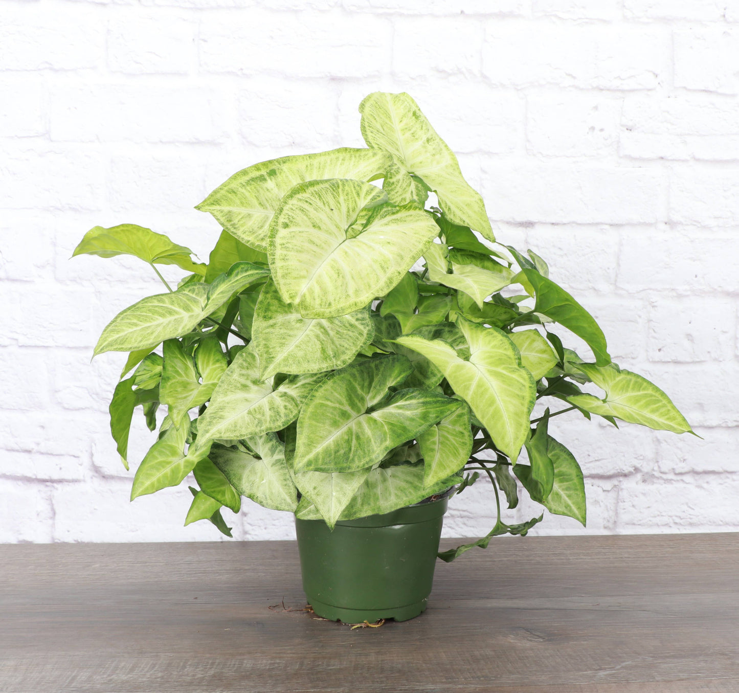 Assorted Butterfly Syngonium - Live Plant: 3" Pot