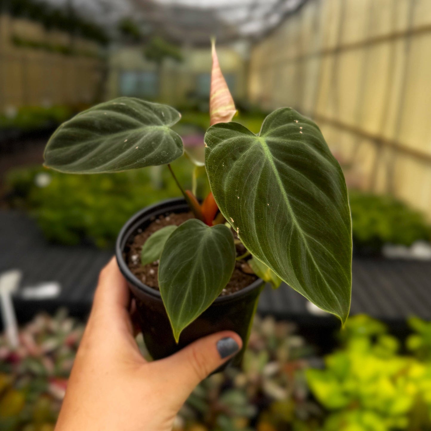 Philodendron El Choco Red - 4" Live Plant