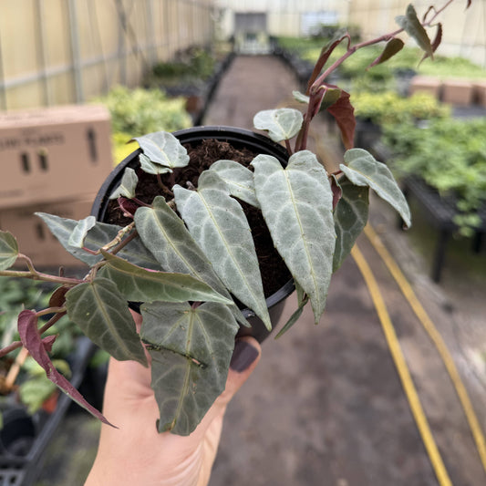 Jungle Vine - Cissus Amazonica - 4" Plant