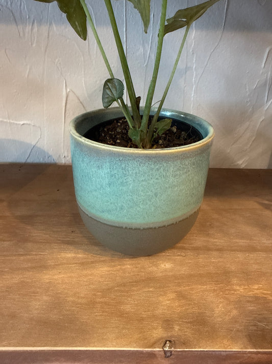 Caribe Pot 4.5”x4”