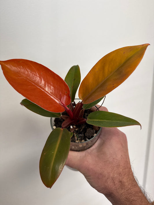 Philodendron ‘Prince of Orange’ - 4” pot