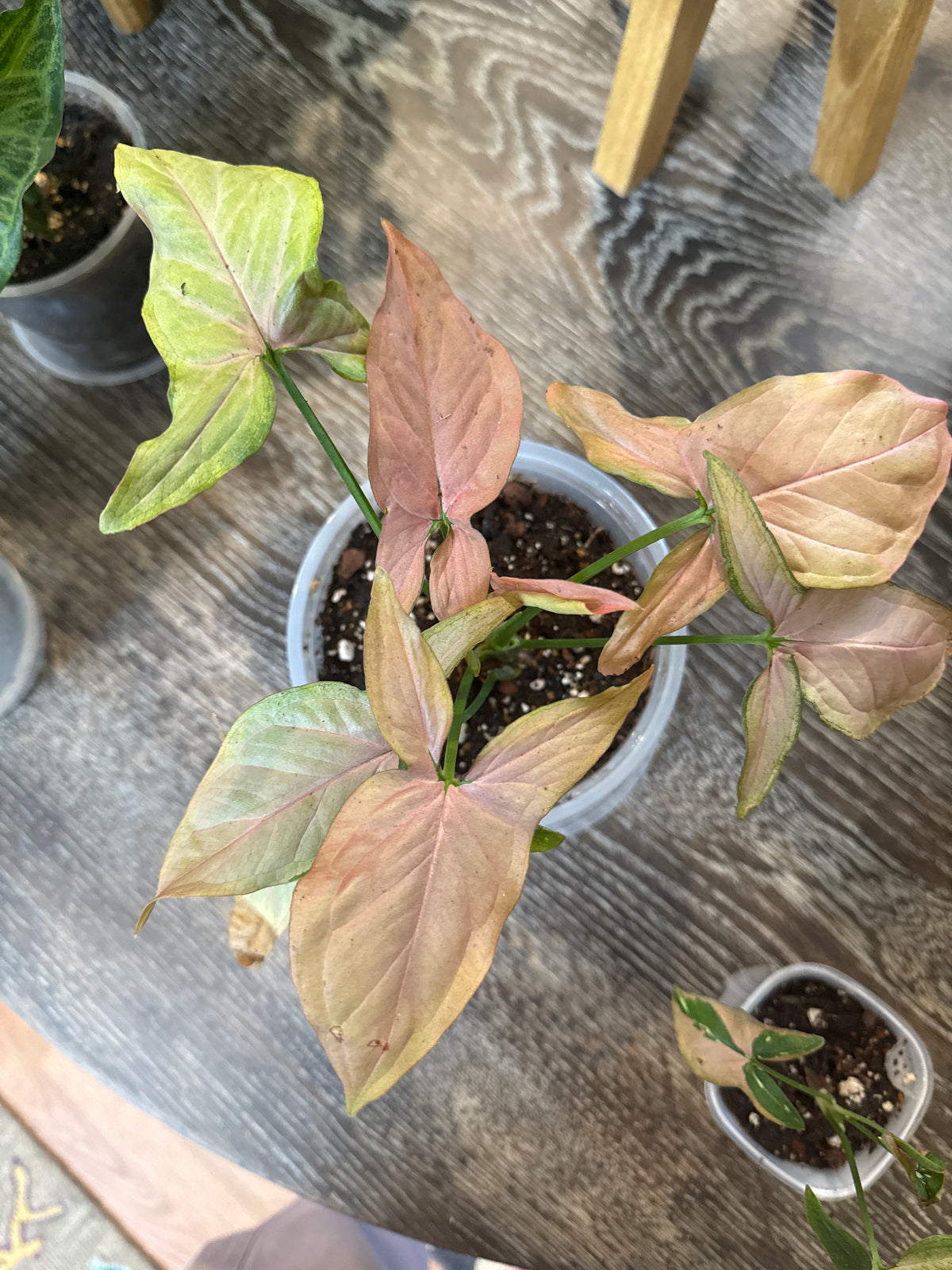 Rare Syngonium Tricolor 6” pot
