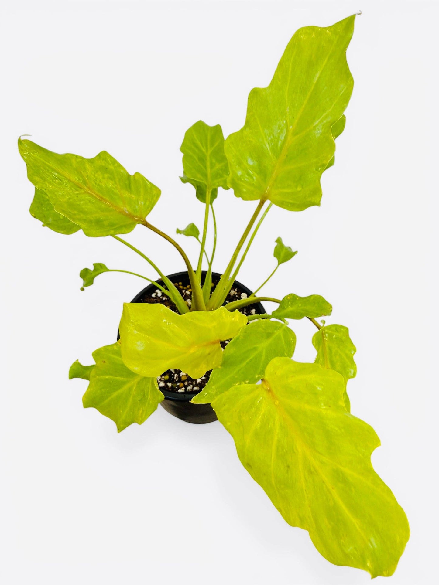 Philodendron warszewiczii