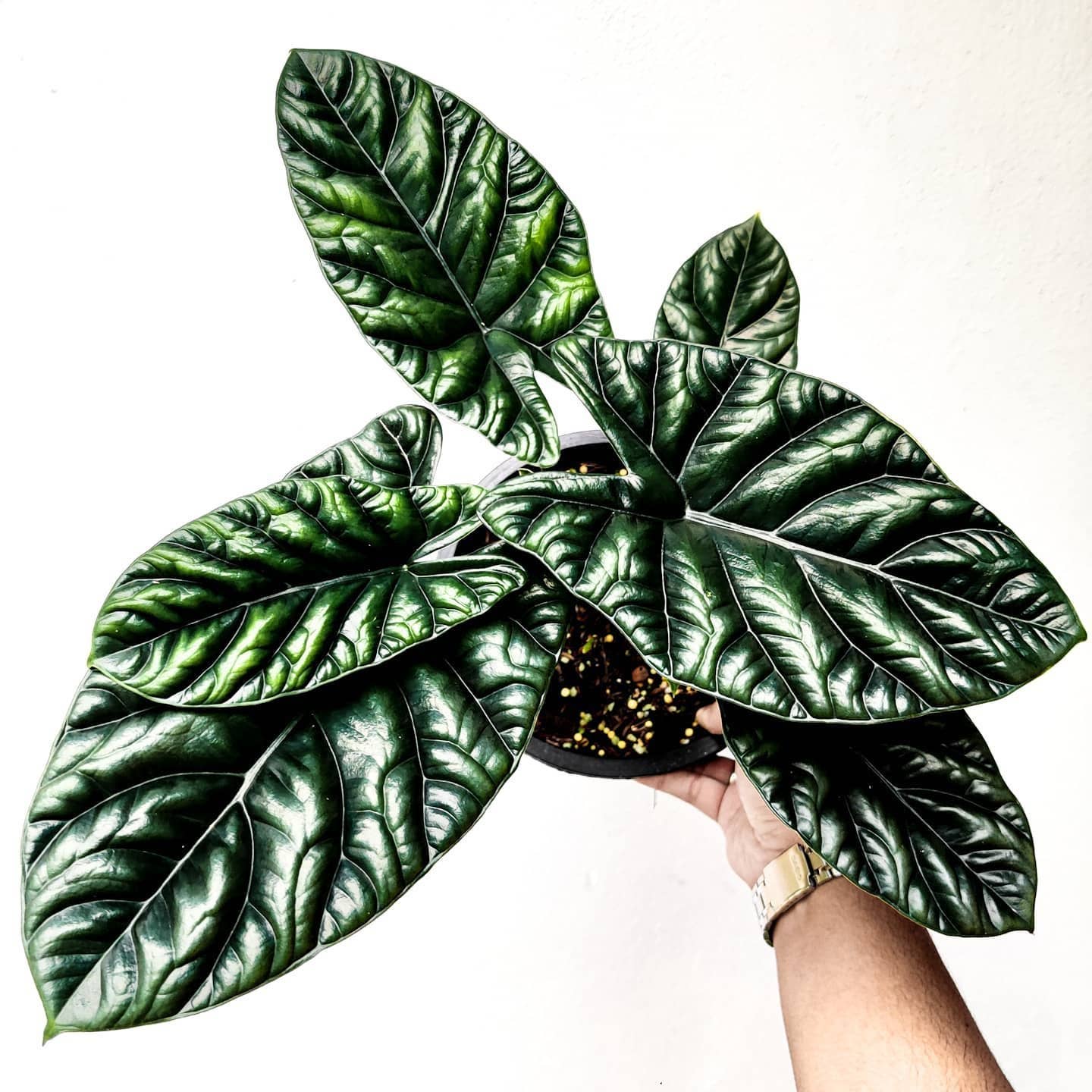 Alocasia Quilted Dreams. Starter: Yes. Please pot them in a 3 inch pot.