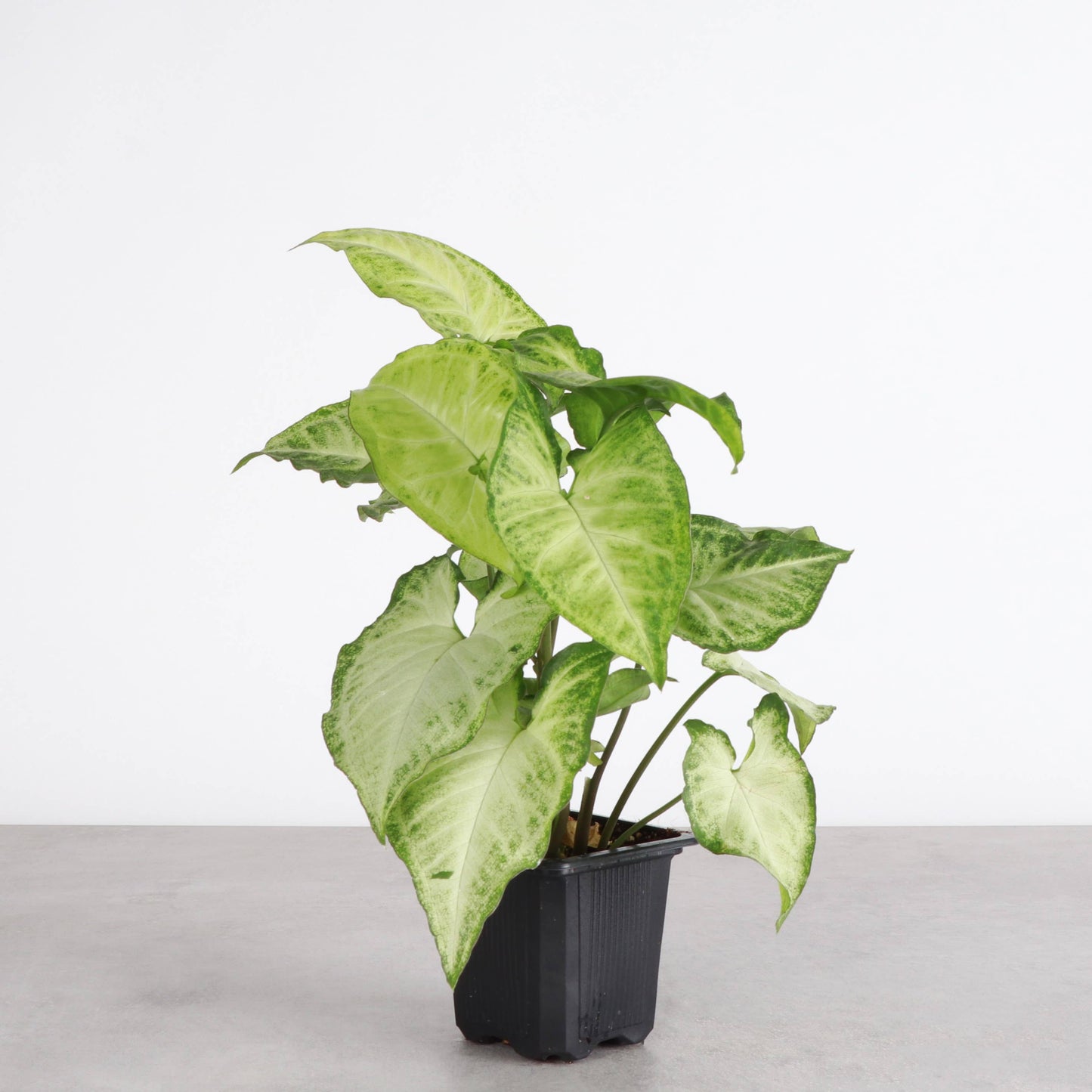 Assorted Butterfly Syngonium - Live Plant: 3" Pot
