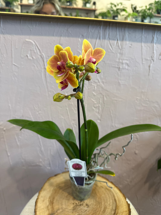 Phalaenopsis 
Orchid