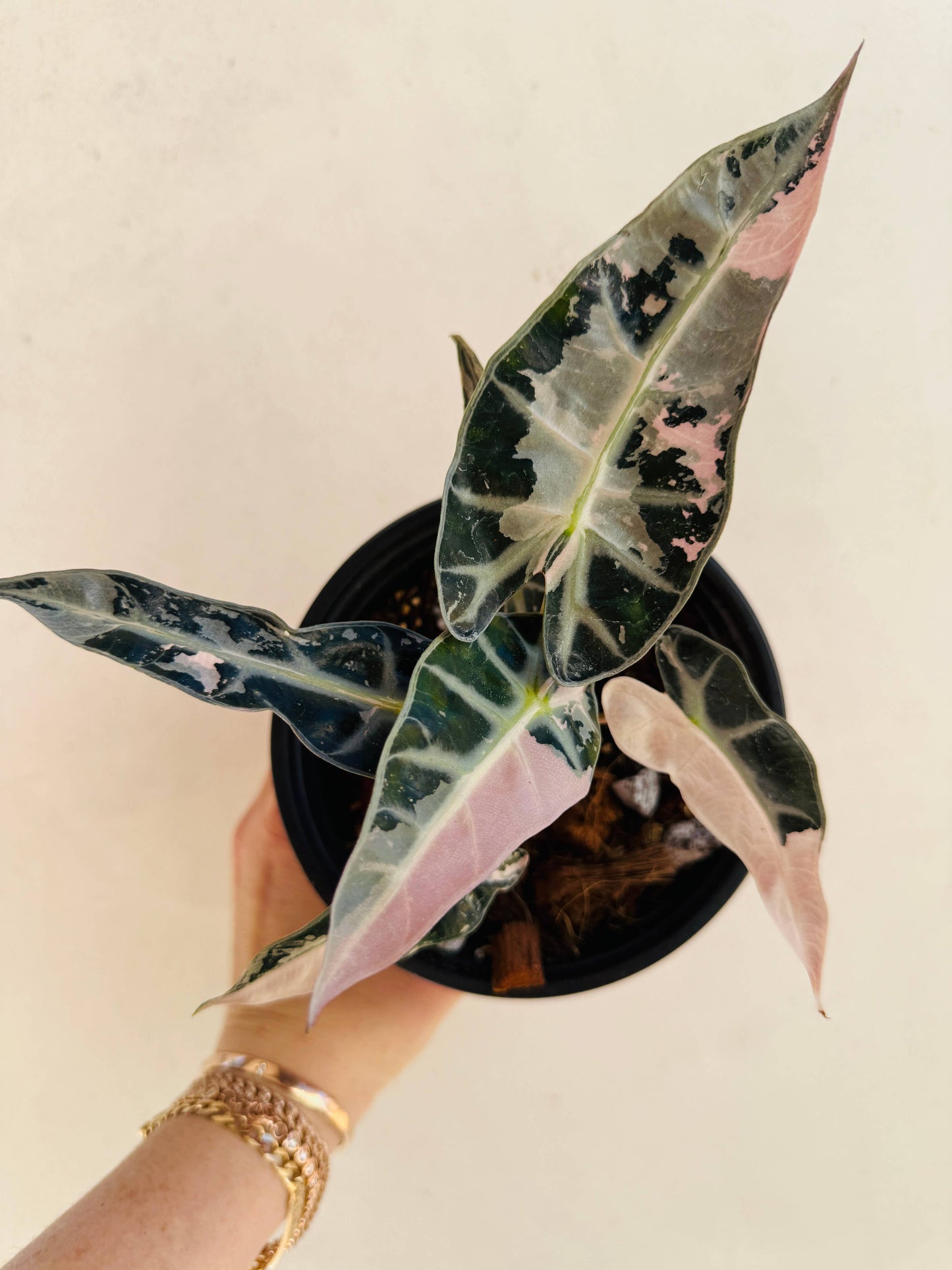 Pink Alocasia Bambino
