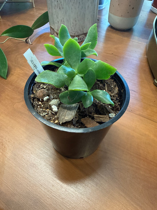Crassula undulatifolia - Ripple Jade