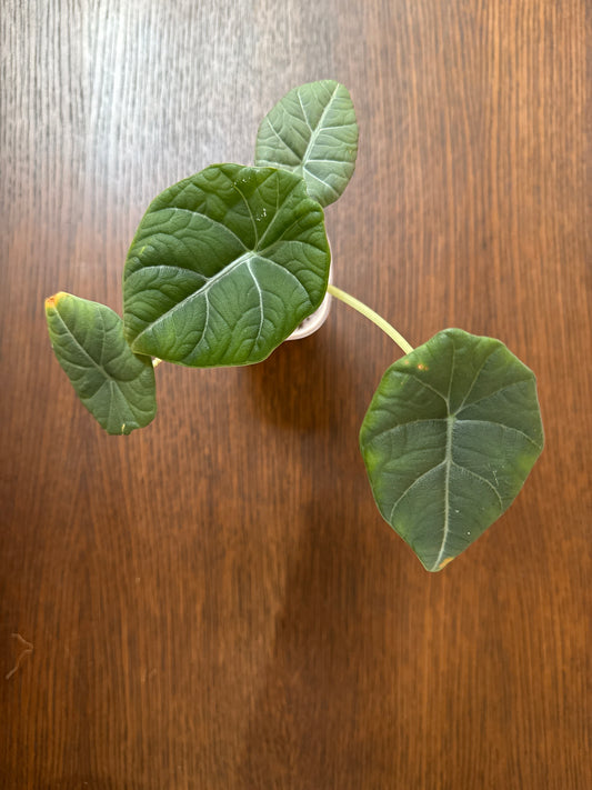Alocasia Maharani 3” self watering rare