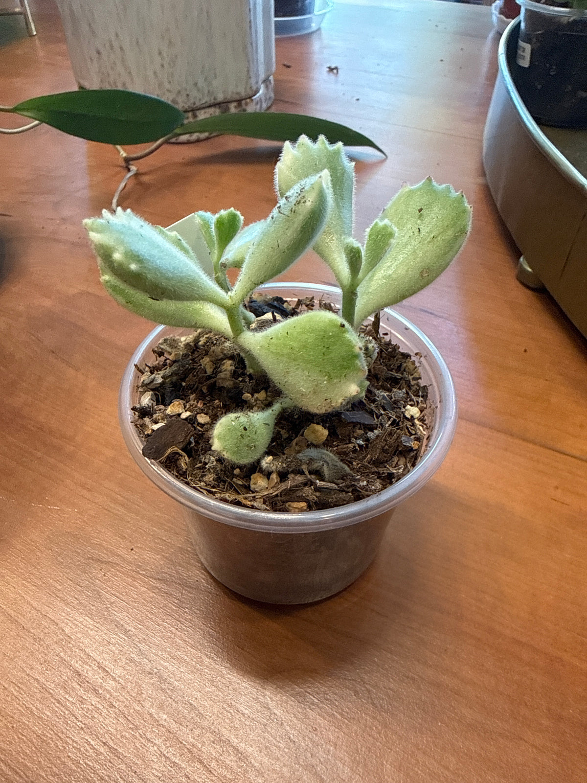 Cotyledon tomentosa - Variegated Bear's Paw