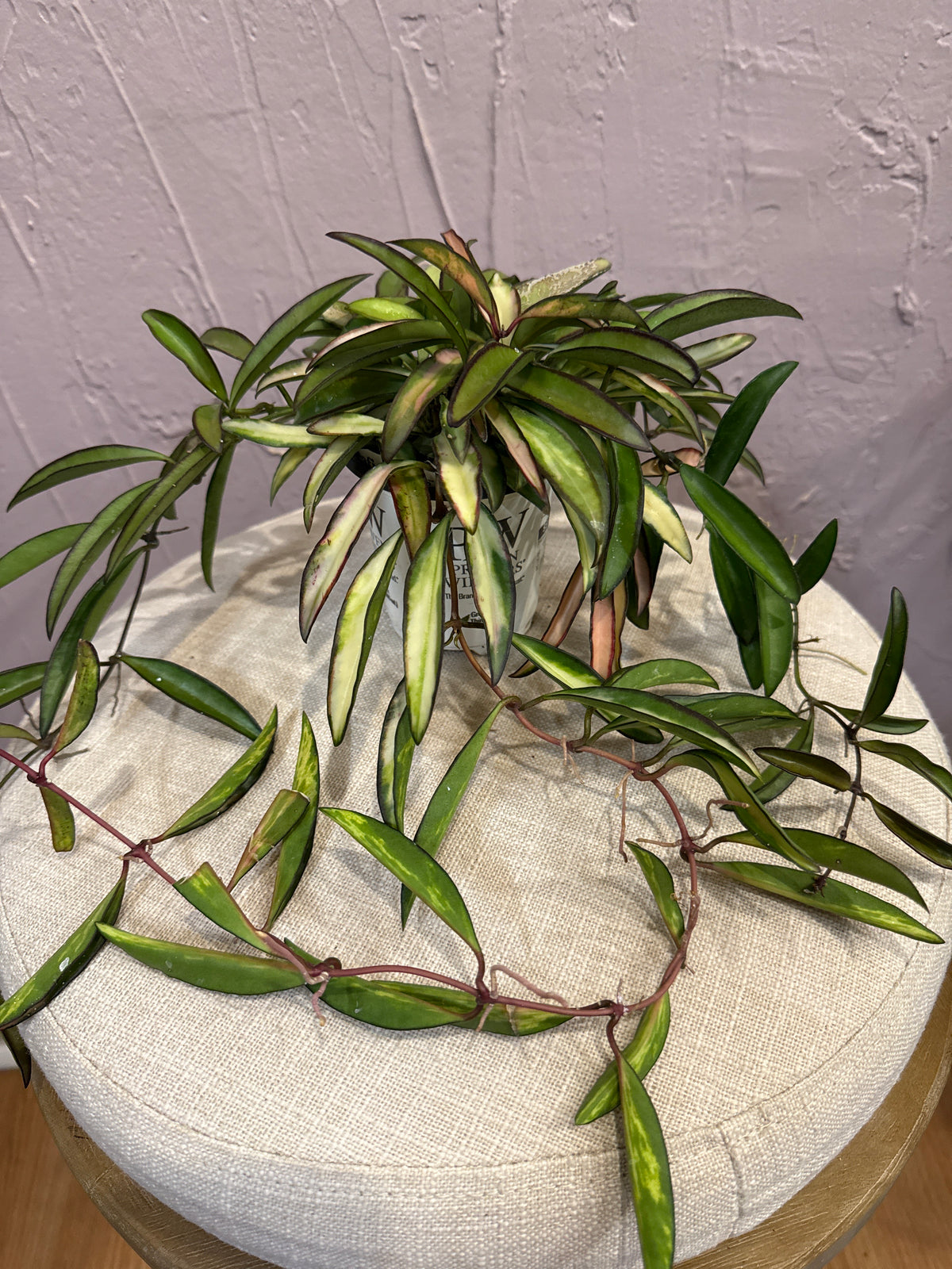 Hoya Wayetti TriColor 4”